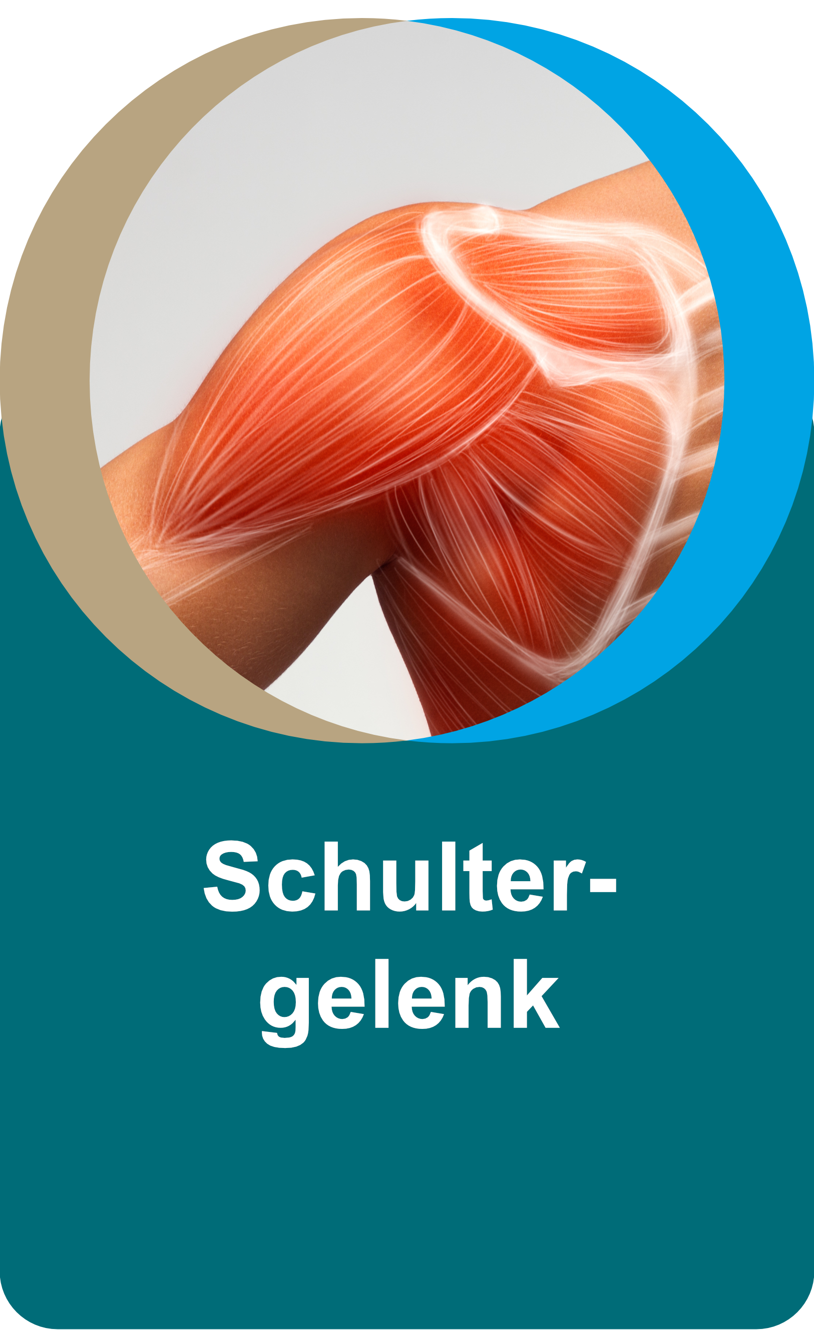 Slice1-Schulter3x.png