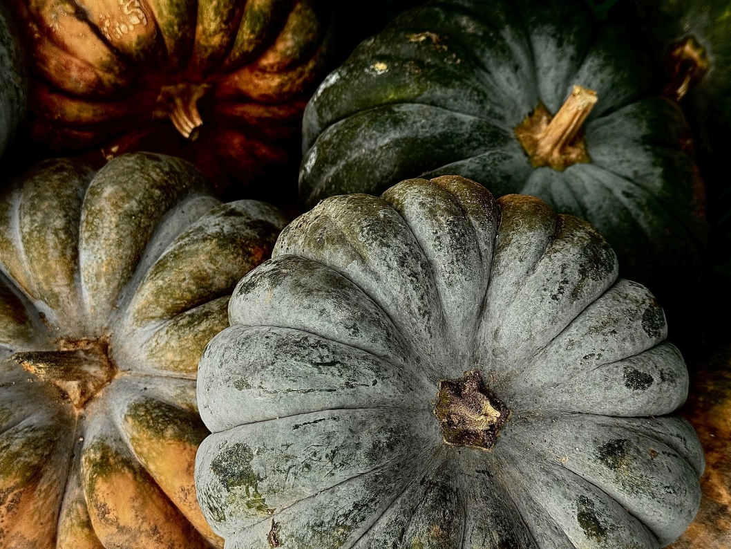 mylene2401-pumpkins-9135128.jpg